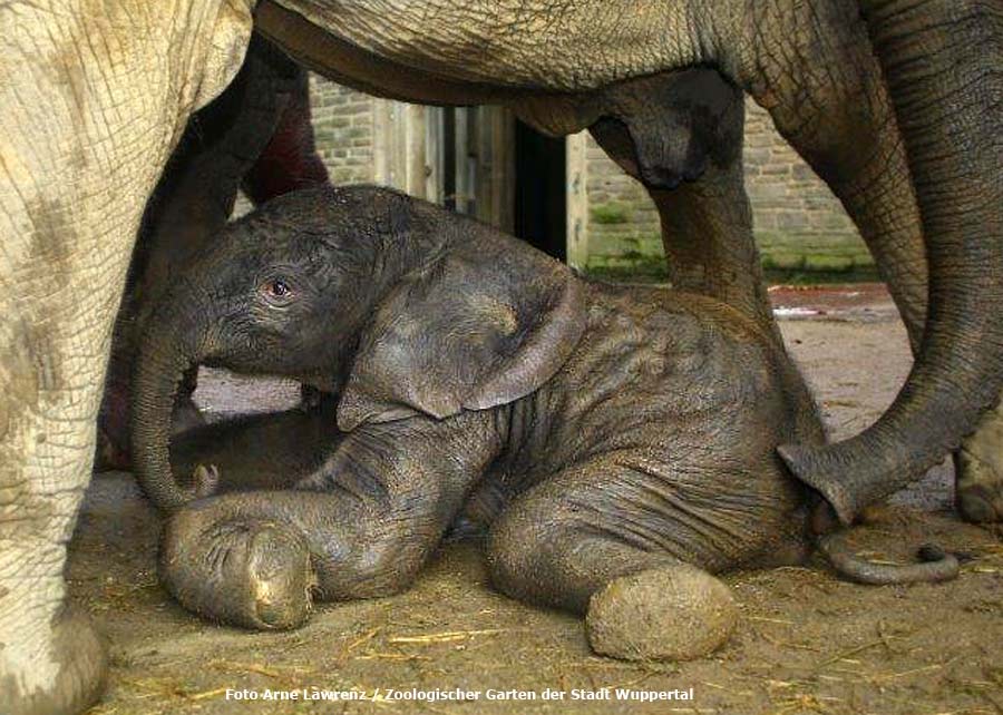 Afrikanisches Elefantenbaby "Jogi" im Wuppertaler Zoo im August 2014 (Foto Arne Lawrenz - Zoologischer Garten der Stadt Wuppertal)