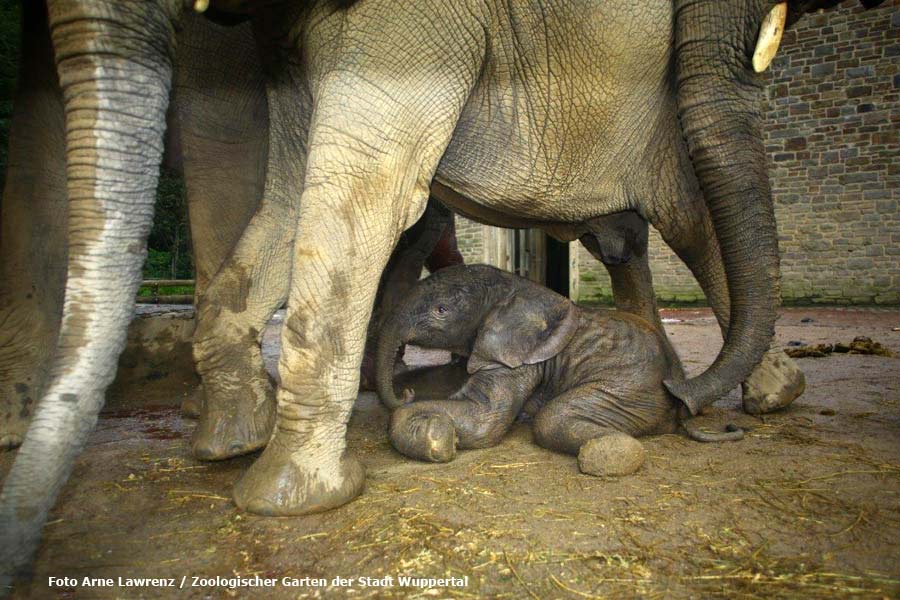 Afrikanisches Elefantenbaby "Jogi" im Zoologischen Garten Wuppertal im August 2014 (Foto Arne Lawrenz - Zoologischer Garten der Stadt Wuppertal)