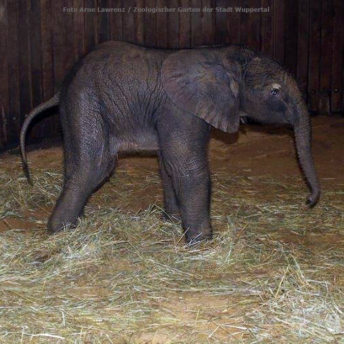 Afrikanisches Elefantenbaby Jogi im Wuppertaler Zoo im August 2014 (Foto Arne Lawrenz - Zoologischer Garten der Stadt Wuppertal)