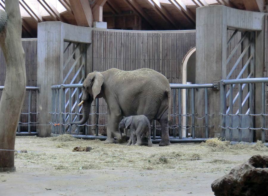 Afrikanischer Elefantennachwuchs Jogi im Zoologischen Garten Wuppertal am 16. August 2014