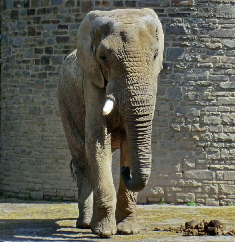 Afrikanischer Elefantenbulle Tusker im Wuppertaler Zoo am 16. August 2014