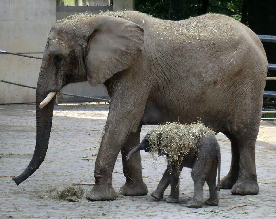 Afrikanischer Elefantennachwuchs Jogi im Zoo Wuppertal am 16. August 2014