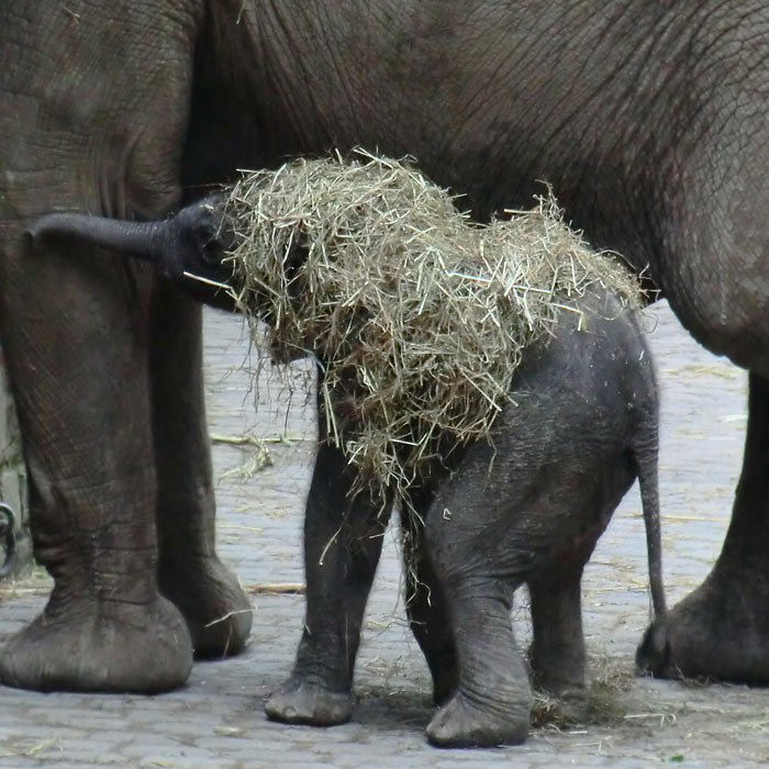 Afrikanischer Elefantennachwuchs Jogi im Wuppertaler Zoo am 16. August 2014