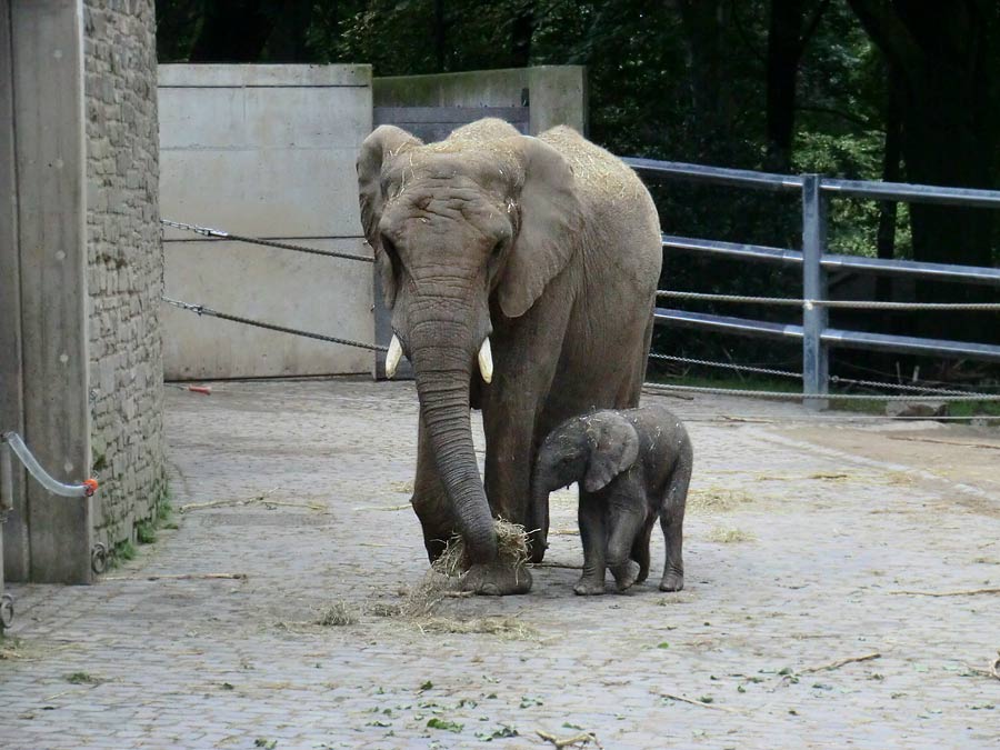 Afrikanischer Elefantennachwuchs Jogi im Wuppertaler Zoo am 16. August 2014