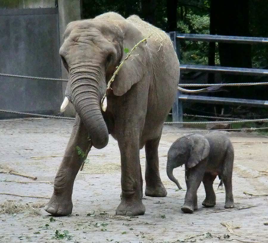 Afrikanischer Elefantennachwuchs Jogi im Zoo Wuppertal am 16. August 2014