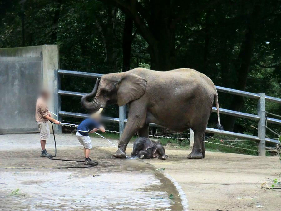 Afrikanischer Elefantennachwuchs Jogi im Wuppertaler Zoo am 17. August 2014