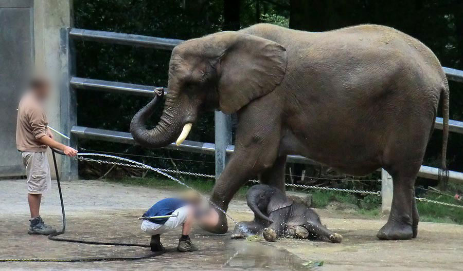 Afrikanischer Elefantennachwuchs Jogi im Zoo Wuppertal am 17. August 2014