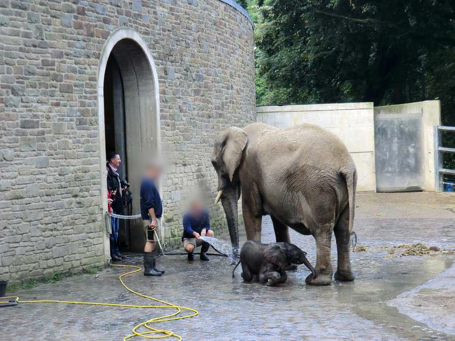 Afrikanischer Elefantennachwuchs Jogi im Zoo Wuppertal am 23. August 2014