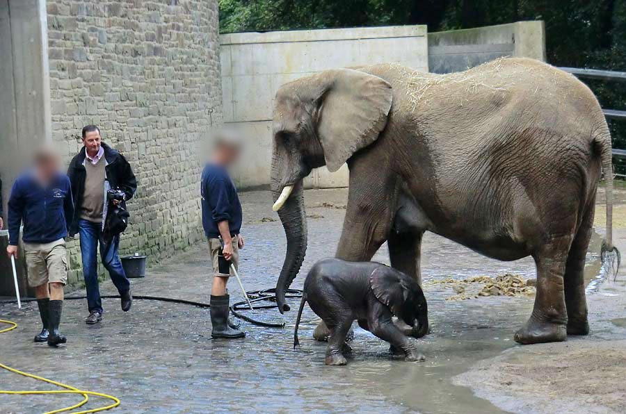 Afrikanischer Elefantennachwuchs Jogi im Wuppertaler Zoo am 23. August 2014