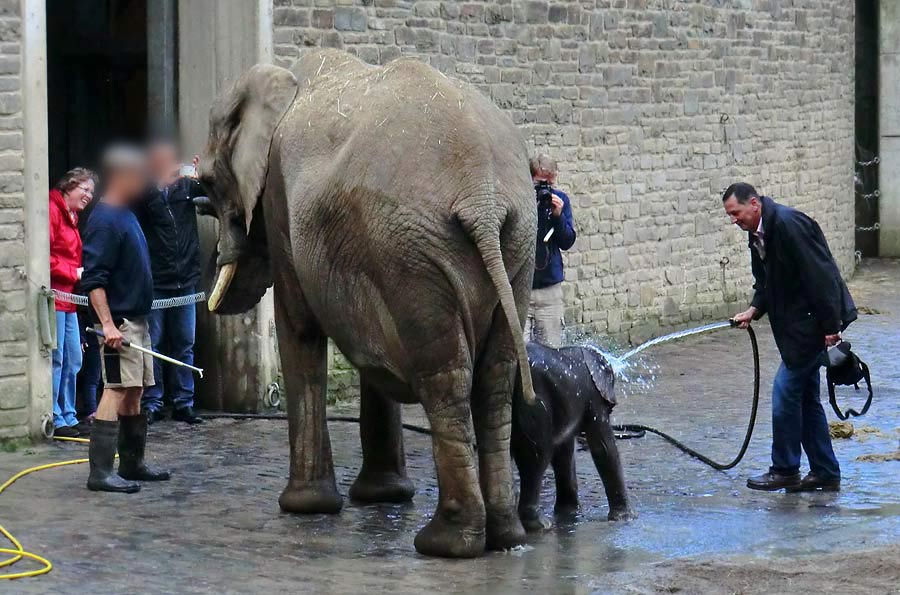 Afrikanischer Elefantennachwuchs Jogi im Zoologischen Garten Wuppertal am 23. August 2014