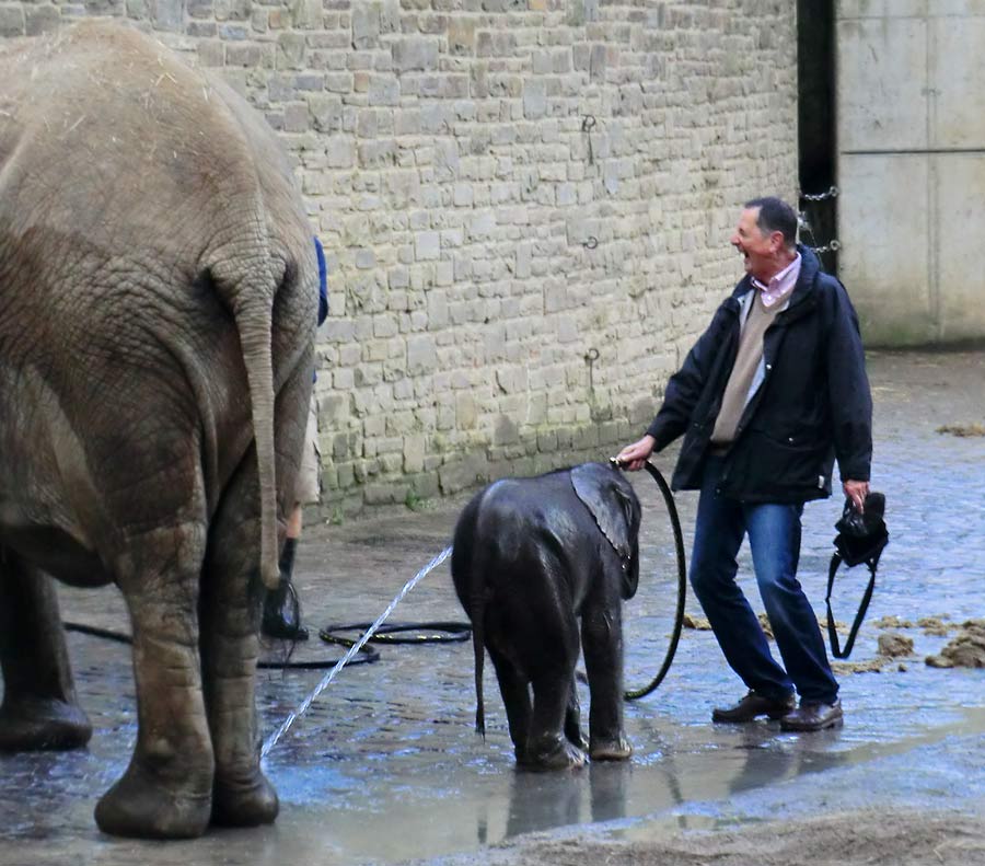 Afrikanischer Elefantennachwuchs Jogi im Wuppertaler Zoo am 23. August 2014