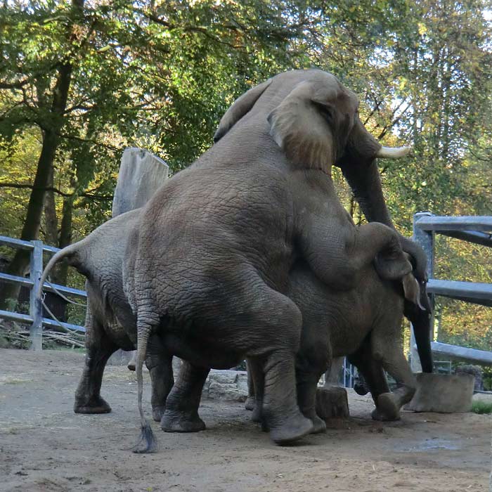 Afrikanische Elefanten im Wuppertaler Zoo am 2. November 2014