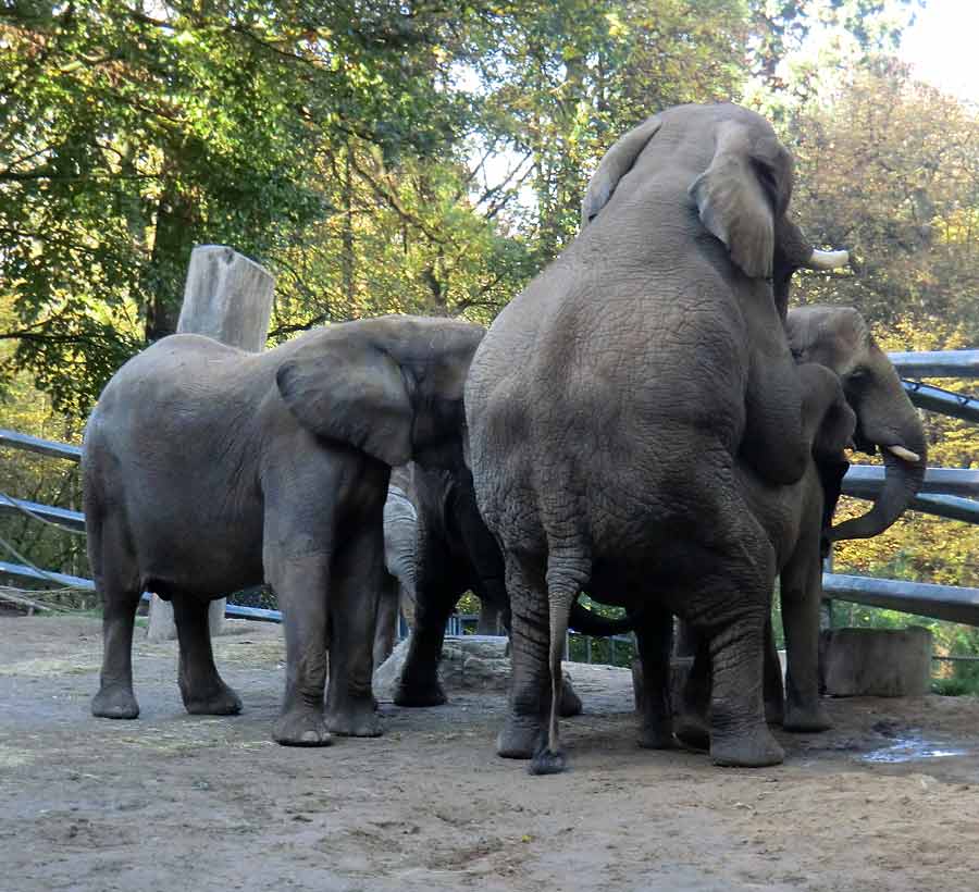 Afrikanische Elefanten im Zoologischen Garten Wuppertal am 2. November 2014