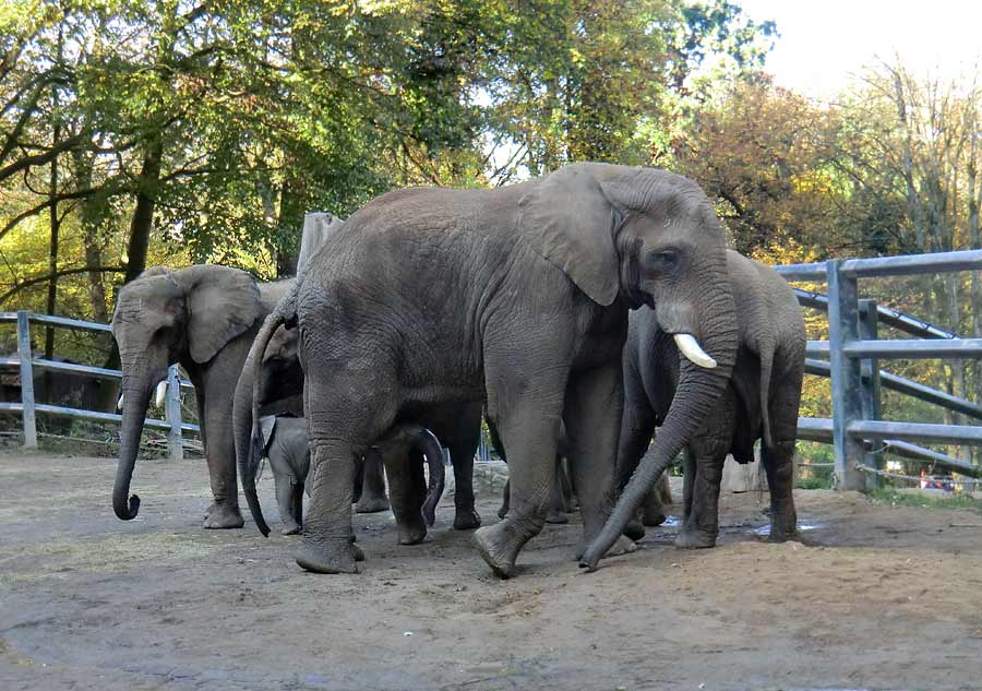 Afrikanische Elefanten im Zoologischen Garten Wuppertal am 2. November 2014