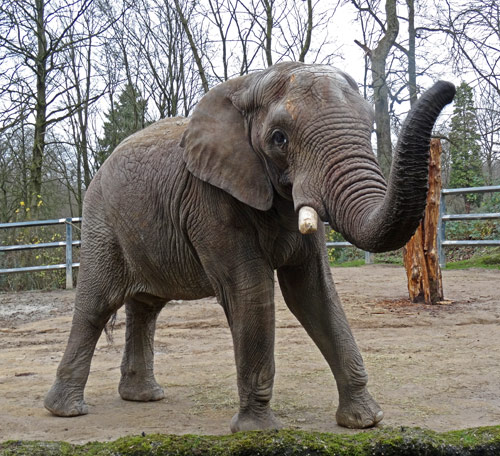 Afrikanischer Elefantenbullen "Tusker" am 20. Dezember 2015 auf der Freianlage im Zoologischen Garten der Stadt Wuppertal