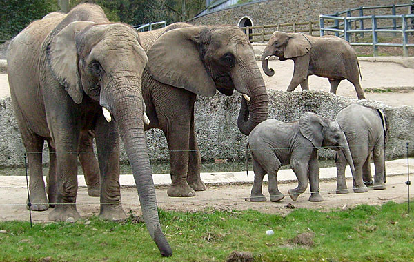 Afrikanische Elefanten im Wuppertaler Zoo im April 2008