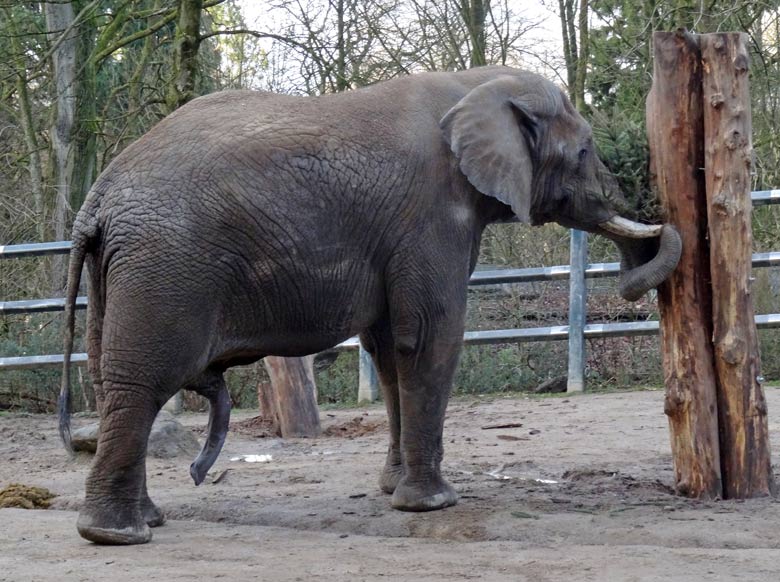 Afrikanischer Elefantenbulle Tusker am 9. Januar 2016 auf der Bullenanlage für Afrikanische Elefanten im Zoologischen Garten der Stadt Wuppertal