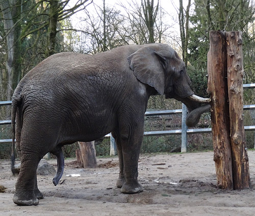 Afrikanischer Elefantenbulle TUSKER am 9. Januar 2016 im Wuppertaler Zoo