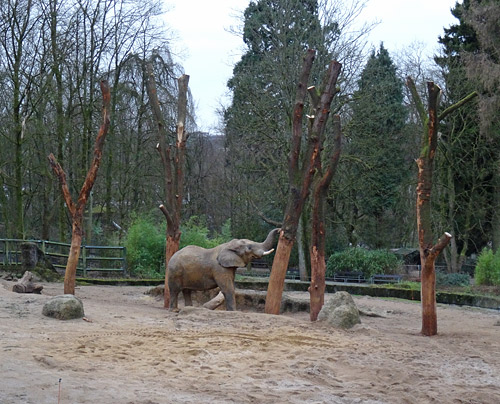Afrikanischer Elefantenbulle "Tusker" am 29. Januar 2016 auf dem "Elefantenspielplatz" im Grünen Zoo Wuppertal
