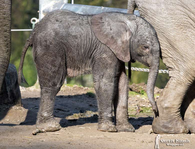 Elefantenkalb "Tuffi" am 16. März 2017 im Grünen Zoo Wuppertal (Foto Gerrit Nitsch)