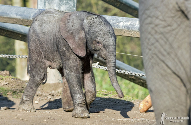 Elefantenkalb "Tuffi" am 16. März 2017 im Zoologischen Garten Wuppertal (Foto Gerrit Nitsch)