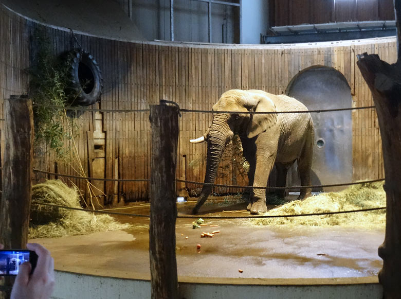 Afrikanischer Elefantenbulle "Tusker" am 20. März 2016 im Elefantenhaus im Grünen Zoo Wuppertal