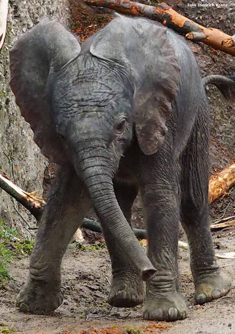 Elefantenjungtier "Tuffi" am 21. März 2016 im Wuppertaler Zoo (Foto Diedrich Kranz)