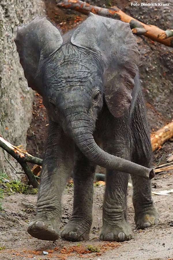 Afrikanisches Elefantenjungtier TUFFI im Wuppertaler Zoo am 21. März 2016 (Foto Diedrich Kranz)