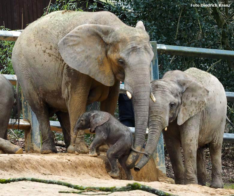 Elefantenjungtier "Tuffi" am 21. März 2016 im Zoologischen Garten der Stadt Wuppertal (Foto Diedrich Kranz)