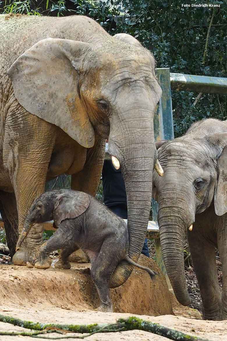 Elefantenjungtier "Tuffi" am 21. März 2016 im Wuppertaler Zoo (Foto Diedrich Kranz)