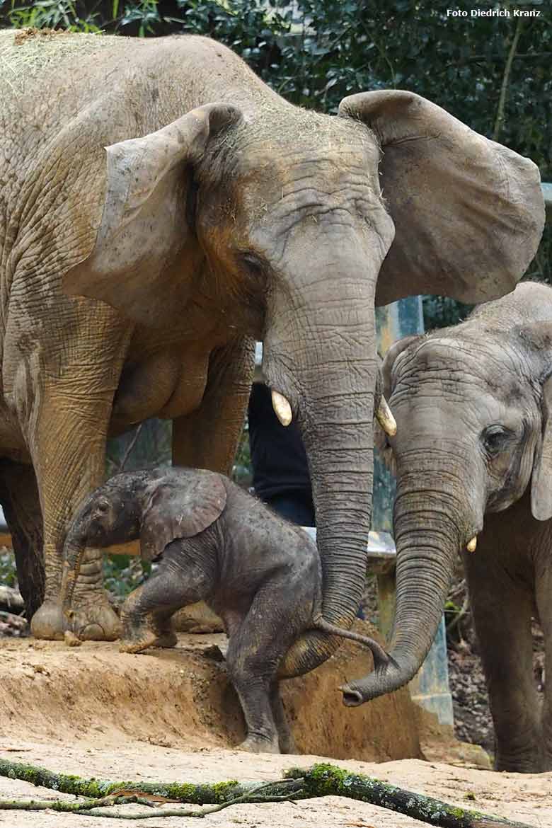 Elefantenjungtier "Tuffi" am 21. März 2016 im Zoo Wuppertal (Foto Diedrich Kranz)