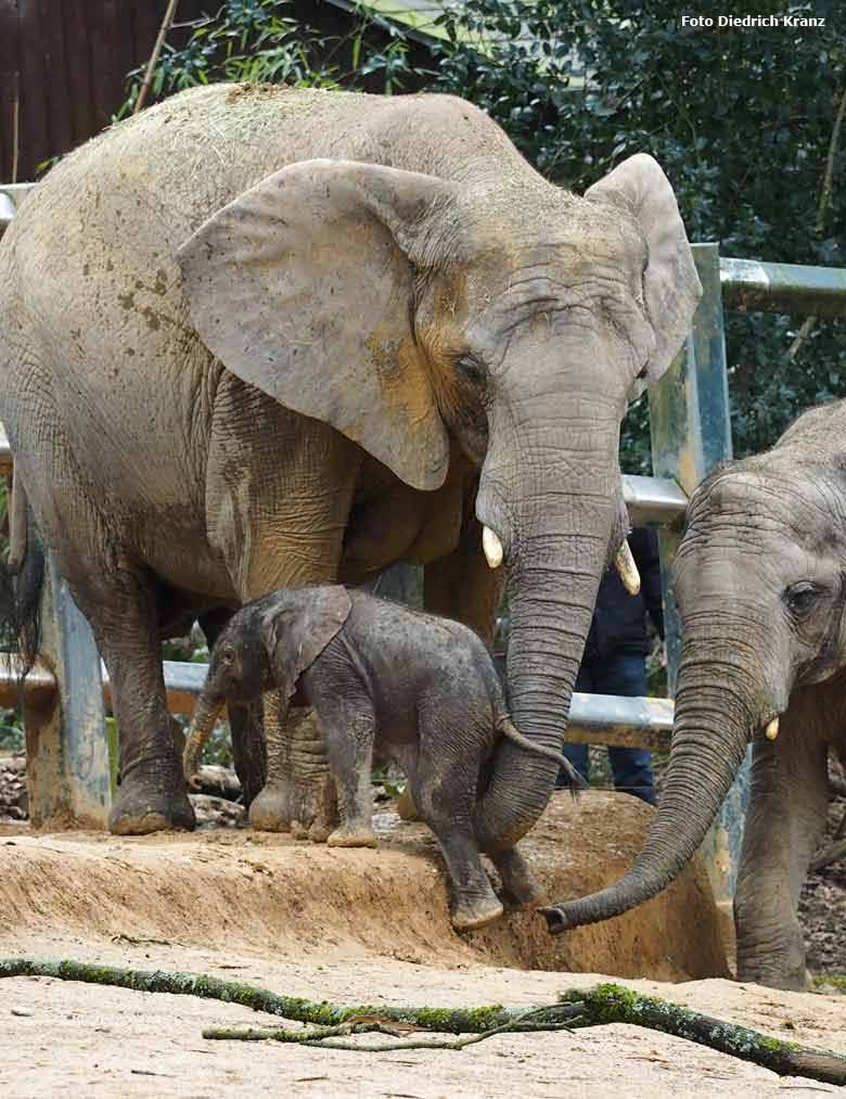 Elefantenjungtier "Tuffi" am 21. März 2016 im Zoologischen Garten der Stadt Wuppertal (Foto Diedrich Kranz)