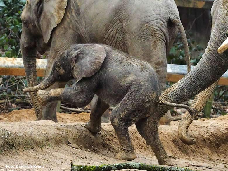 Elefantenjungtier "Tuffi" am 21. März 2016 im Grünen Zoo Wuppertal (Foto Diedrich Kranz)