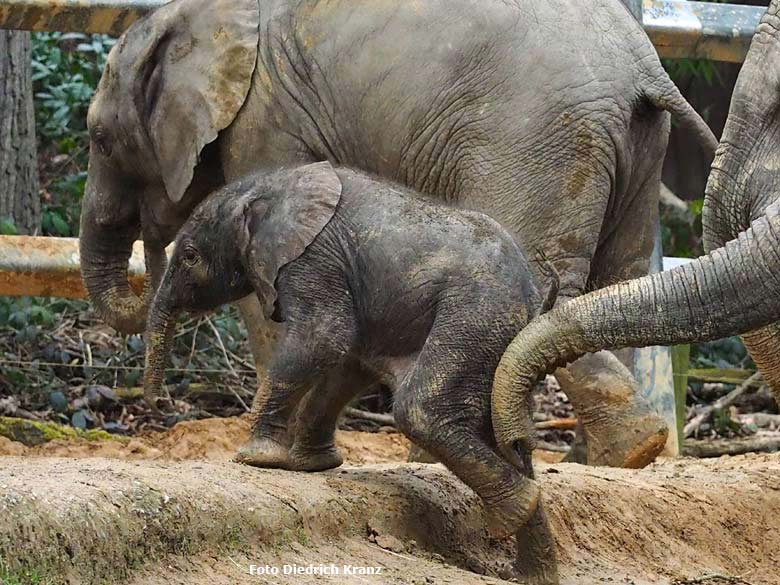 Elefantenjungtier "Tuffi" am 21. März 2016 im Zoologischen Garten der Stadt Wuppertal (Foto Diedrich Kranz)