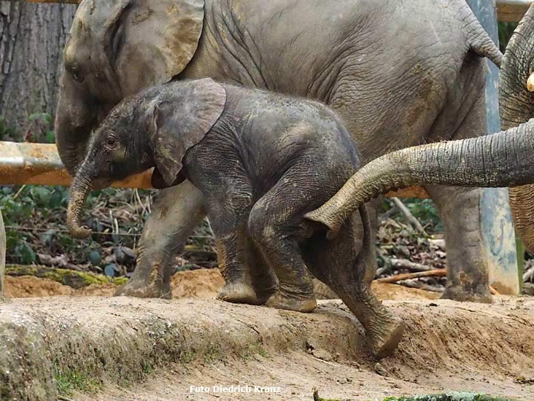 Elefantenjungtier "Tuffi" am 21. März 2016 im Wuppertaler Zoo (Foto Diedrich Kranz)