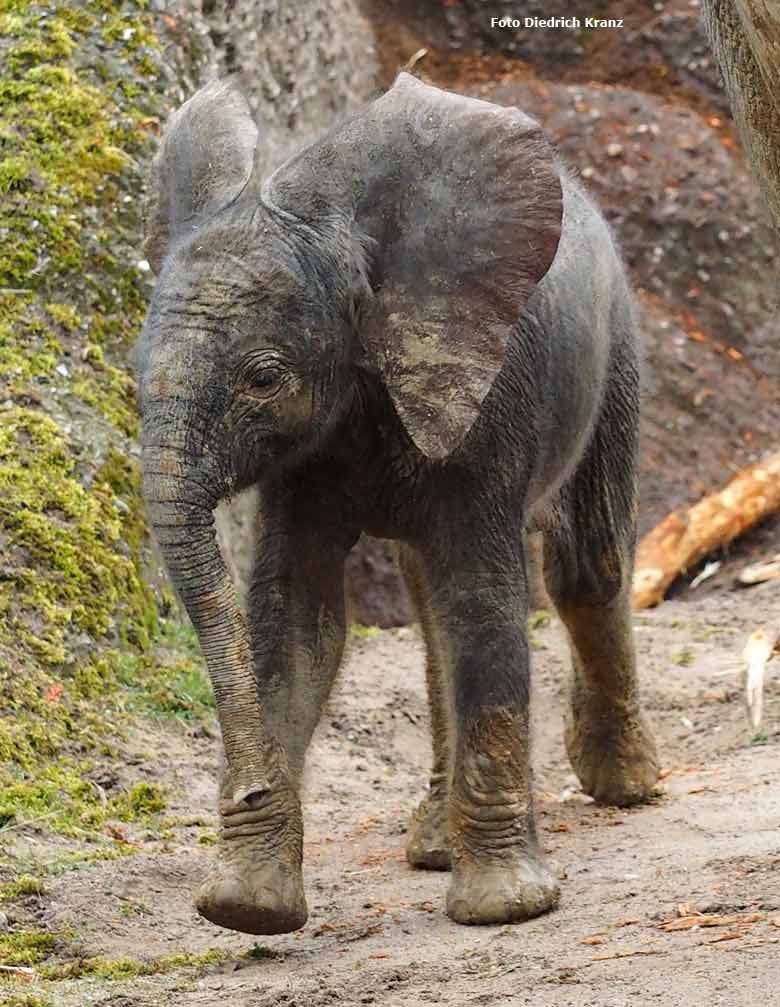 Elefantenjungtier "Tuffi" am 21. März 2016 im Grünen Zoo Wuppertal (Foto Diedrich Kranz)