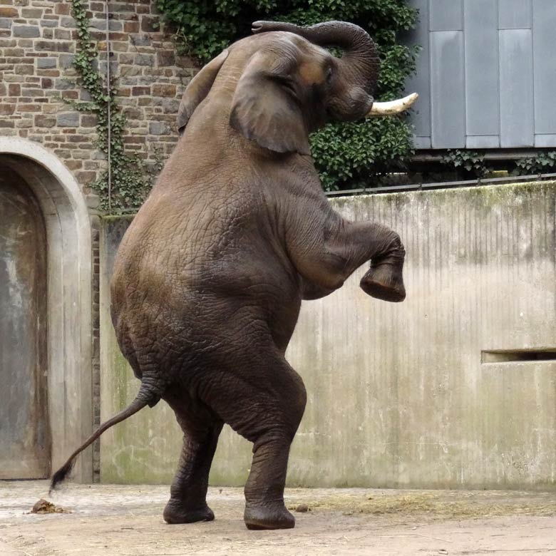 Afrikanischer Elefantenbulle Tusker am 28. März 2016 auf der Bullenanlage im Grünen Zoo Wuppertal