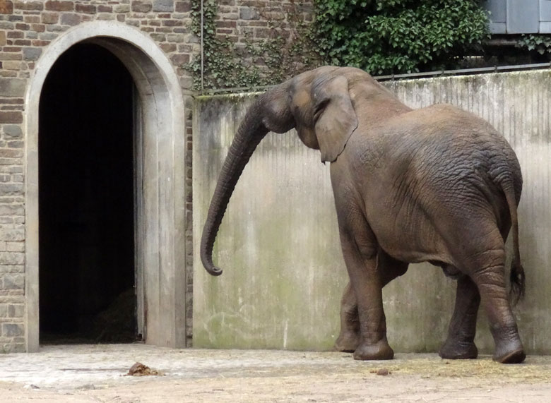 Afrikanischer Elefantenbulle Tusker am 28. März 2016 auf der Bullenanlage im Wuppertaler Zoo