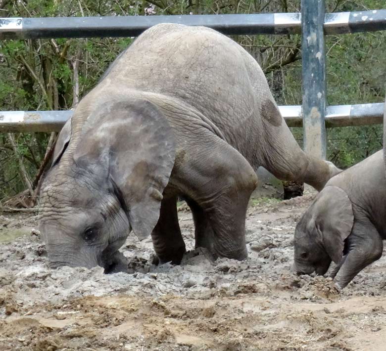 Elefantenkalb Tuffi am 10. April 2016 im Zoologischen Garten Wuppertal