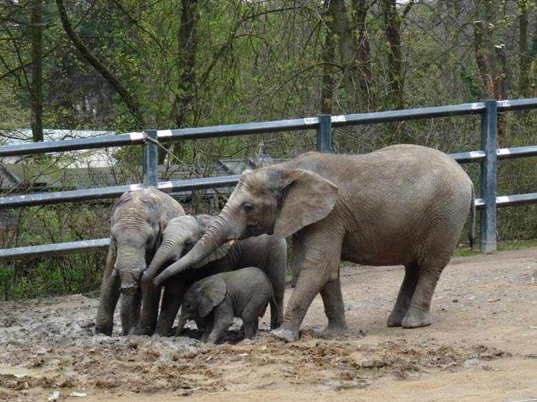 Elefantenkalb Tuffi am 10. April 2016 im Zoo Wuppertal