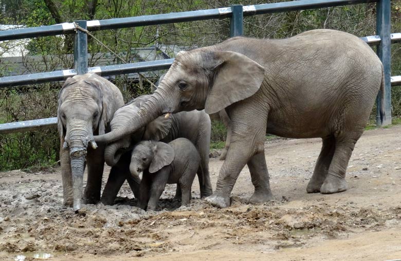 Elefantenkalb Tuffi am 10. April 2016 im Zoologischen Garten Wuppertal