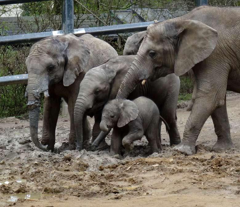 Elefantenkalb Tuffi am 10. April 2016 im Grünen Zoo Wuppertal