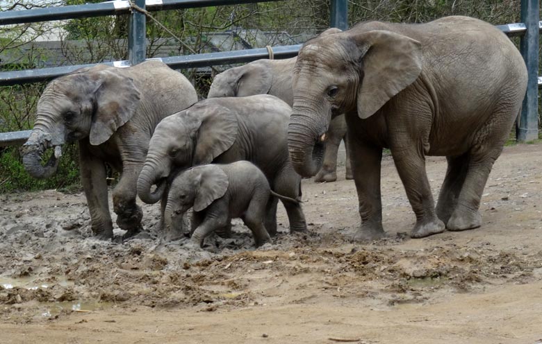 Elefantenkalb Tuffi am 10. April 2016 im Wuppertaler Zoo