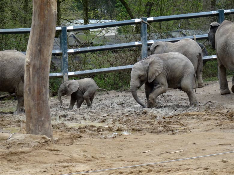 Elefantenkalb Tuffi am 10. April 2016 im Zoo Wuppertal