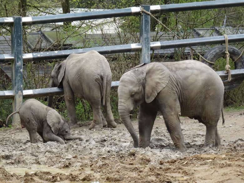 Elefantenkalb Tuffi am 10. April 2016 im Wuppertaler Zoo