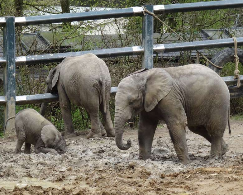 Elefantenkalb Tuffi am 10. April 2016 im Zoo Wuppertal