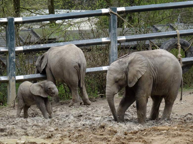 Elefantenkalb Tuffi am 10. April 2016 im Grünen Zoo Wuppertal