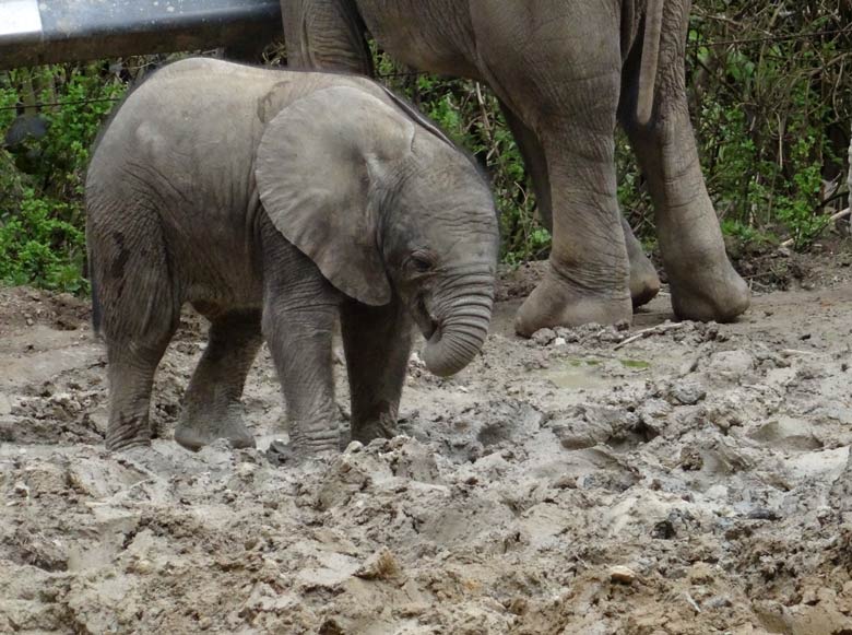 Elefantenkalb Tuffi am 10. April 2016 im Wuppertaler Zoo