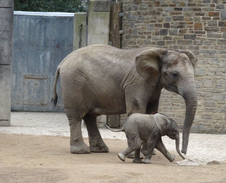 Elefantenkalb Tuffi am 10. April 2016 im Zoo Wuppertal