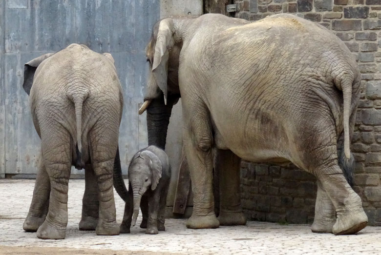 Elefantenkalb Tuffi am 10. April 2016 im Grünen Zoo Wuppertal